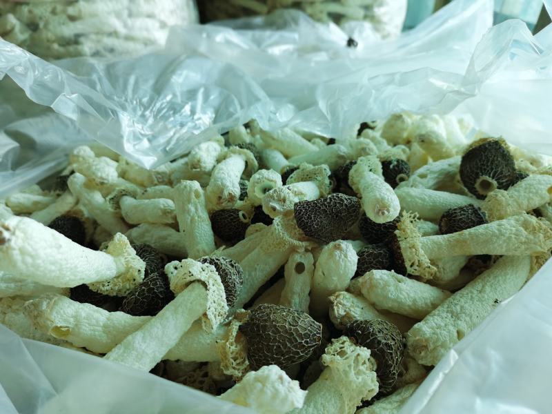 贵州织金竹荪黑头竹荪（竹笙）真菌仿野生种植