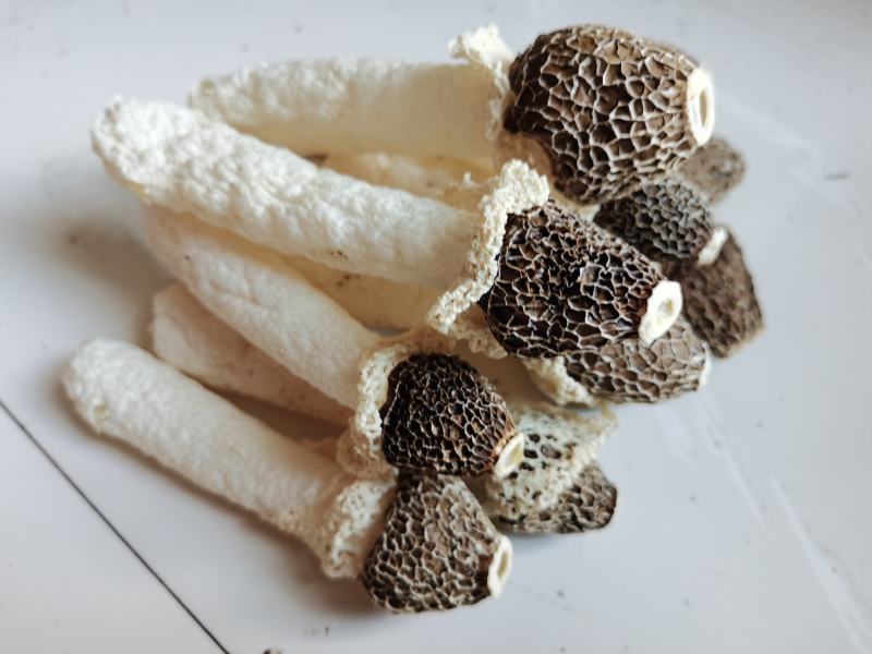 贵州织金竹荪黑头竹荪（竹笙）真菌仿野生种植