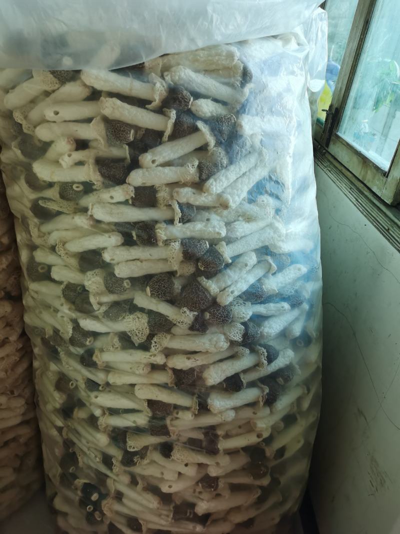 贵州织金竹荪黑头竹荪（竹笙）真菌仿野生种植