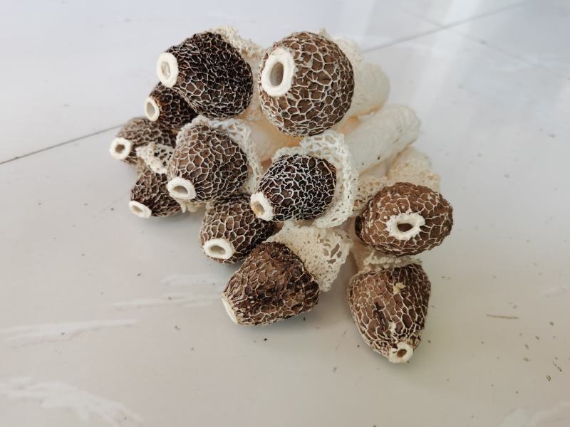 贵州织金竹荪黑头竹荪（竹笙）真菌仿野生种植