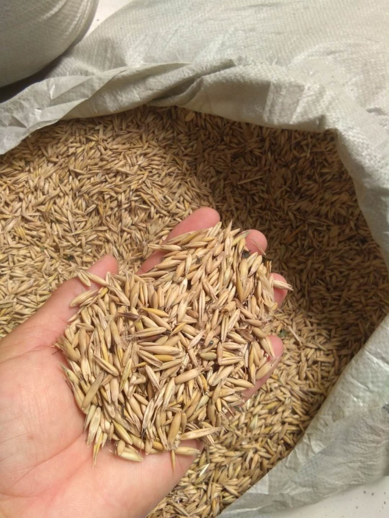 自己种的燕麦，质量很好望大家联系。