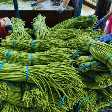 开封精品长豆角，精选细条，现采现发，货发全国各大批发市场
