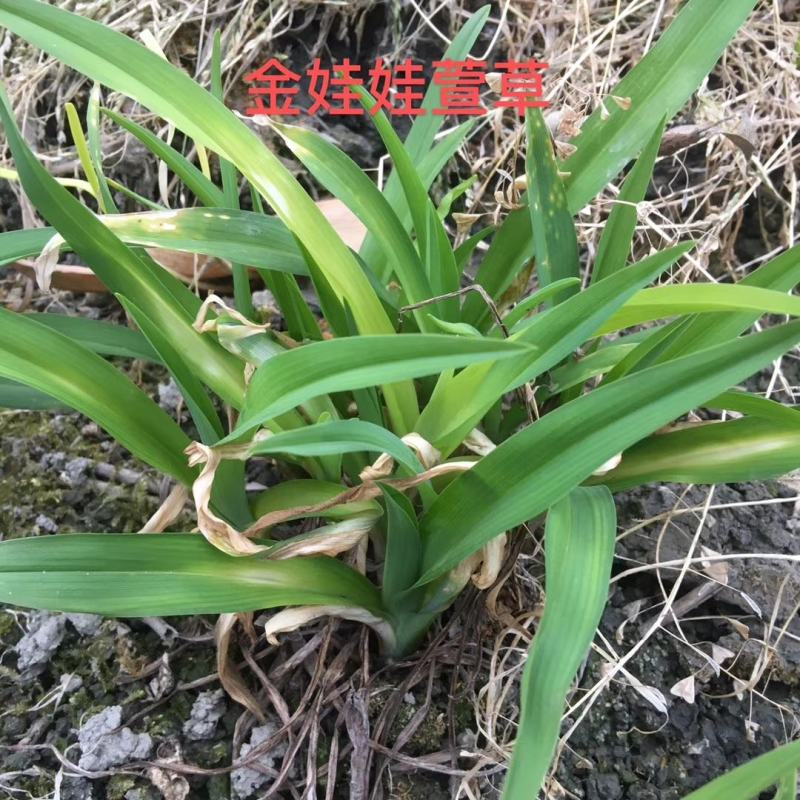 成都批发金娃娃萱草金娃娃萱草地苗杯苗基地直销一手货源