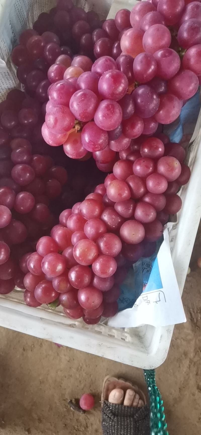 我会为各界客商提供优质货品，欢迎各界客商前来观光洽谈
