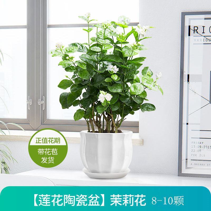 茉莉花盆栽带花苞室内植物花卉四季开花不断超香虎头老桩客厅