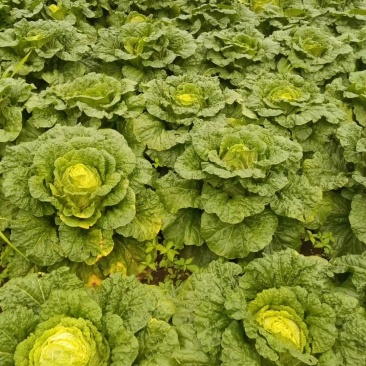 精品东北大白菜黄心菜质量好价格合理