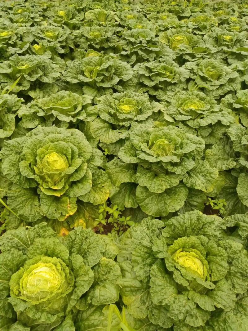 精品东北大白菜黄心菜质量好价格合理