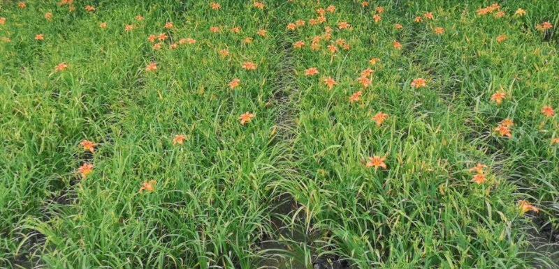 成都批发大花萱草大花萱草地苗杯苗基地直销一手货源