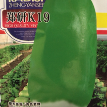 萝卜种子郑研K19罐萝卜水果萝卜种子厂家直销