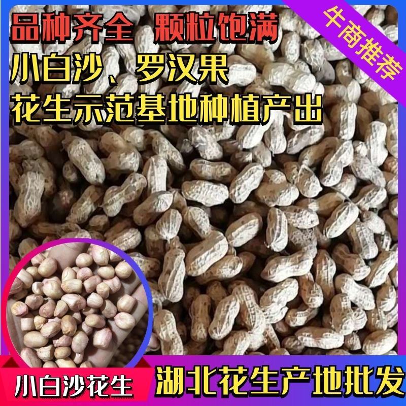 花生，白沙系列花生，鲜花生，带壳个头均匀