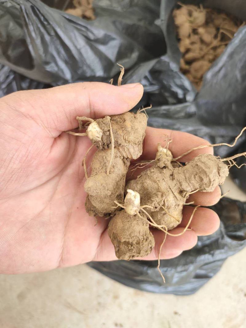 多花姜型倒苗甜黄精种苗黄精芽头黄精种芽九华黄精