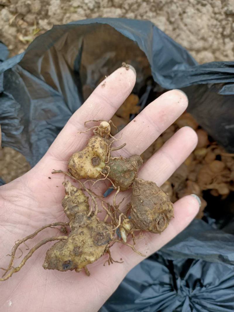 多花姜型倒苗甜黄精种苗黄精芽头黄精种芽九华黄精