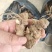 多花姜型倒苗甜黄精种苗黄精芽头黄精种芽九华黄精