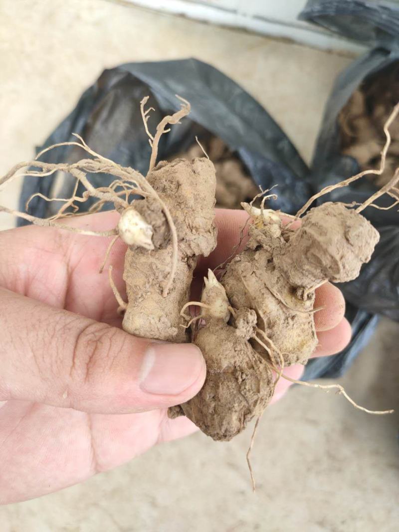 多花姜型倒苗甜黄精种苗黄精芽头黄精种芽九华黄精