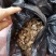 多花姜型倒苗甜黄精种苗黄精芽头黄精种芽九华黄精