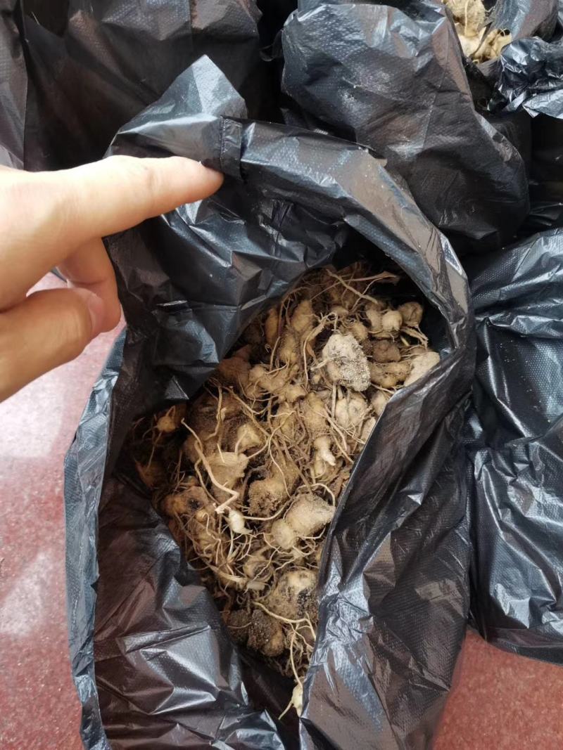 多花姜型倒苗甜黄精种苗黄精芽头黄精种芽九华黄精