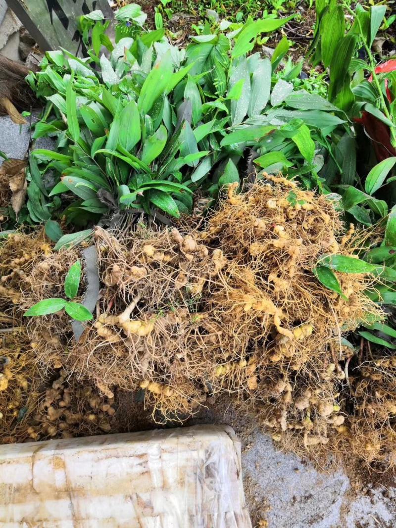 多花姜型倒苗甜黄精种苗黄精芽头黄精种芽九华黄精