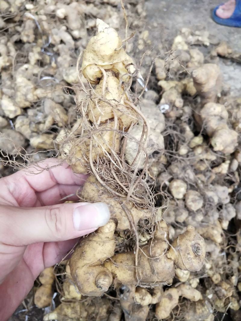 多花姜型倒苗甜黄精种苗黄精芽头黄精种芽九华黄精