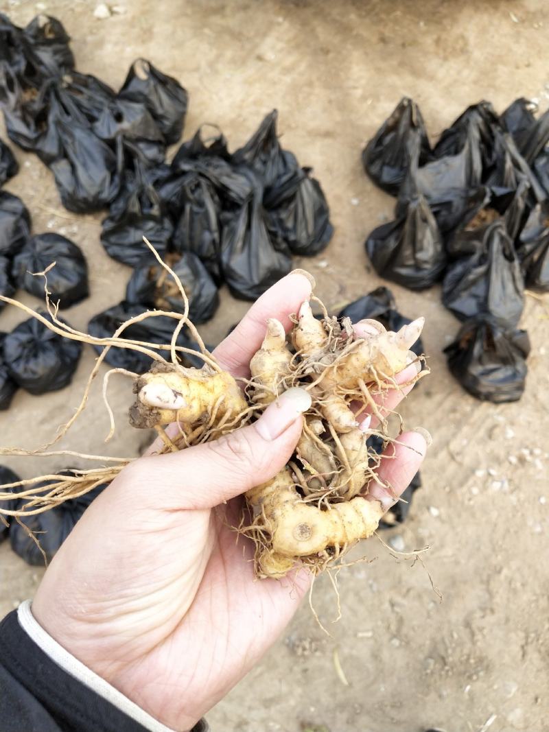多花姜型倒苗甜黄精种苗黄精芽头黄精种芽九华黄精