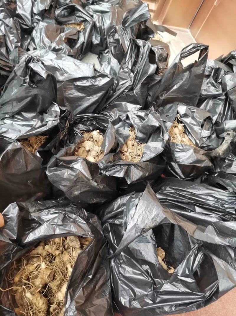 多花姜型倒苗甜黄精种苗黄精芽头黄精种芽九华黄精