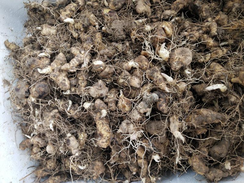 多花姜型倒苗甜黄精种苗黄精芽头黄精种芽九华黄精