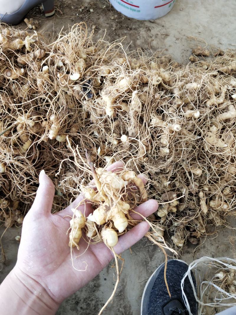 多花姜型倒苗甜黄精种苗黄精芽头黄精种芽九华黄精