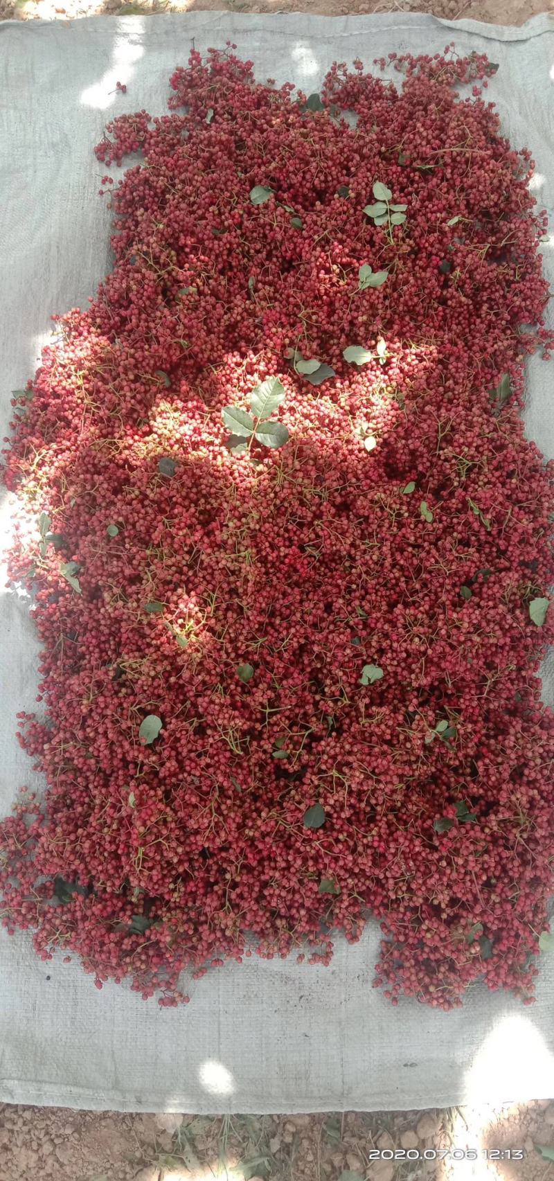 【实力】陇南精品大红袍花椒颜色红麻味足欢迎联系