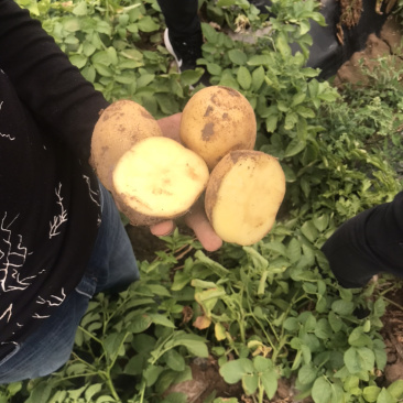 甘肃土豆希生大量上市了