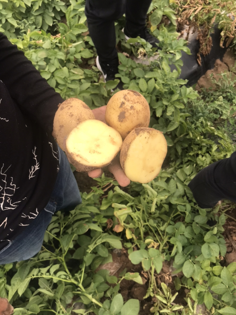 甘肃土豆希生大量上市了