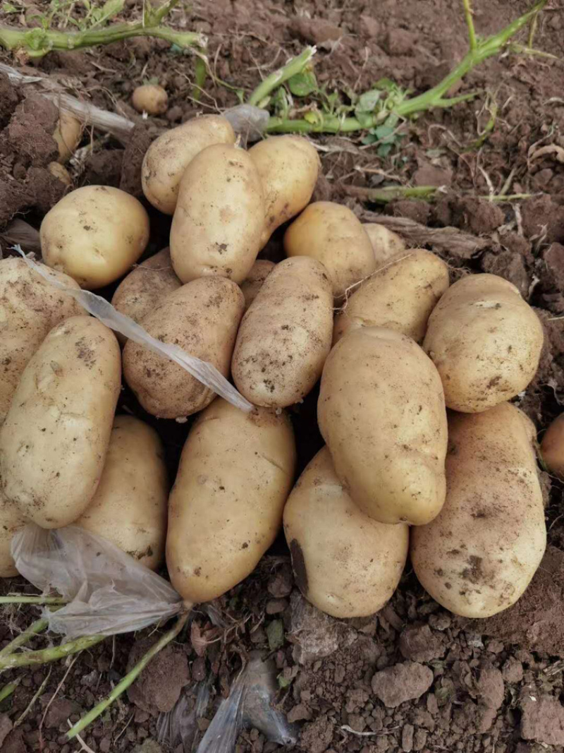 甘肃土豆希生大量上市了