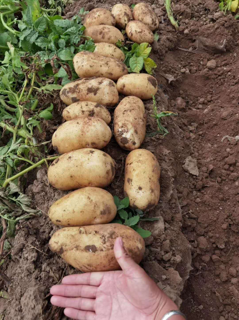 甘肃土豆希生大量上市了