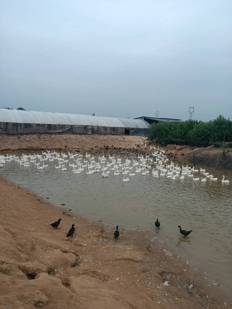 【鸭蛋】番鸭种蛋受精种蛋长期供应大量批发