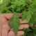 大叶菊花脑种子菊叶种苗四季种植多年生蔬菜种子种苗