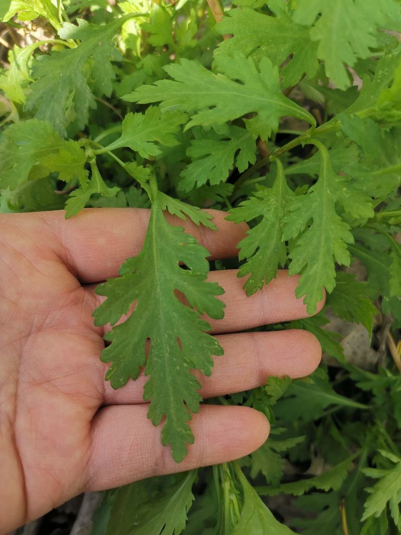 大叶菊花脑种子菊叶种苗四季种植多年生蔬菜种子种苗