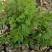 大叶菊花脑种子菊叶种苗四季种植多年生蔬菜种子种苗