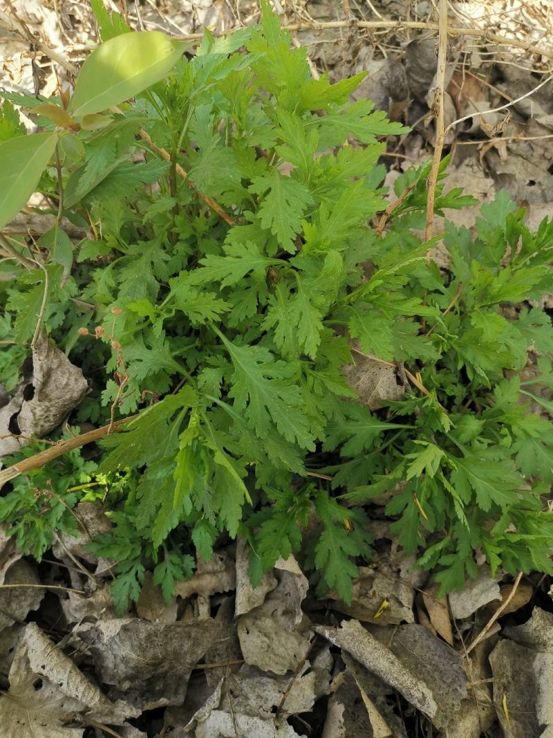 大叶菊花脑种子菊叶种苗四季种植多年生蔬菜种子种苗
