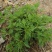 大叶菊花脑种子菊叶种苗四季种植多年生蔬菜种子种苗