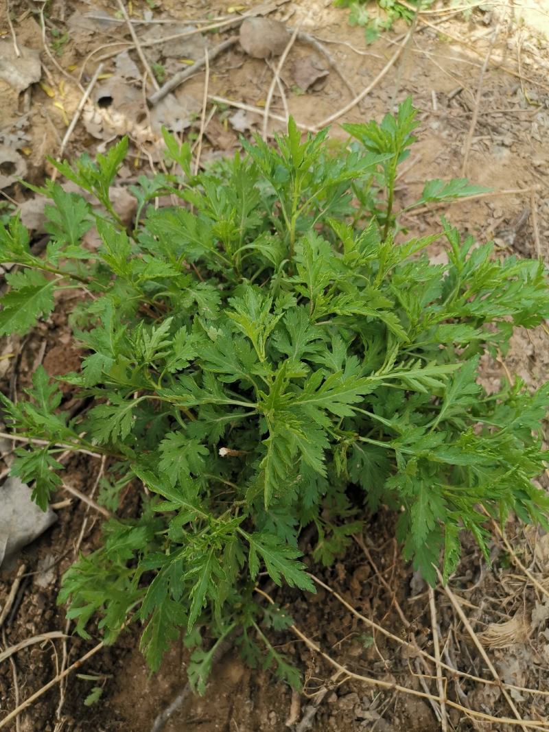 大叶菊花脑种子菊叶种苗四季种植多年生蔬菜种子种苗