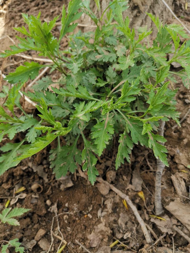 大叶菊花脑种子菊叶种苗四季种植多年生蔬菜种子种苗