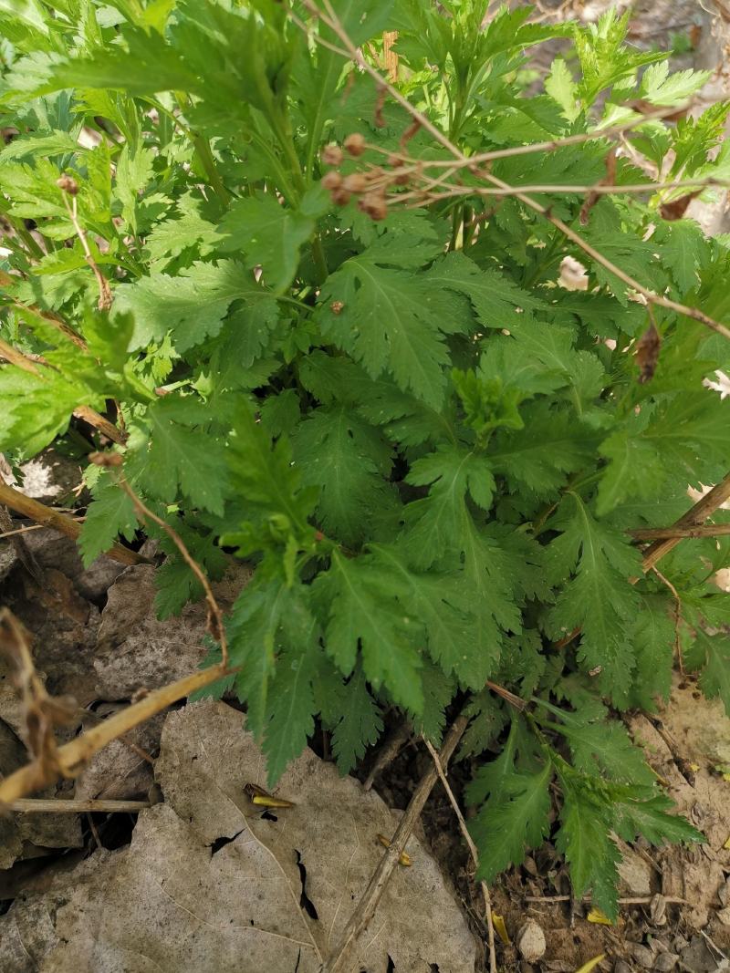 大叶菊花脑种子菊叶种苗四季种植多年生蔬菜种子种苗
