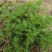 大叶菊花脑种子菊叶种苗四季种植多年生蔬菜种子种苗
