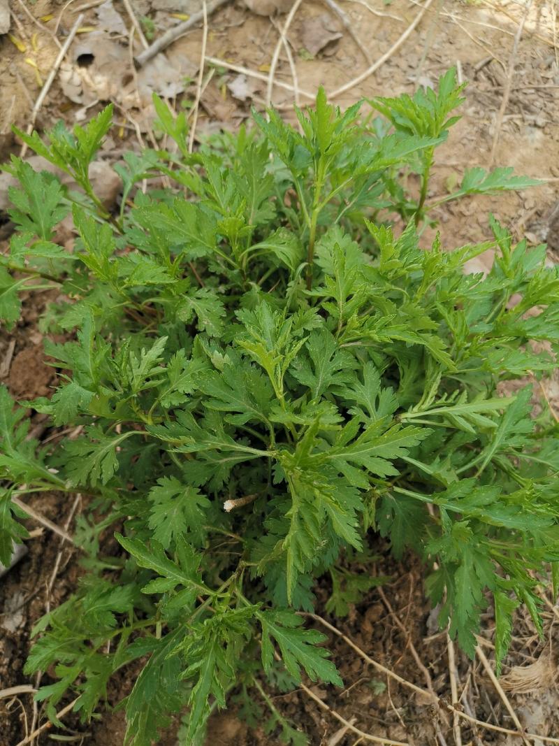 大叶菊花脑种子菊叶种苗四季种植多年生蔬菜种子种苗