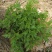 大叶菊花脑种子菊叶种苗四季种植多年生蔬菜种子种苗