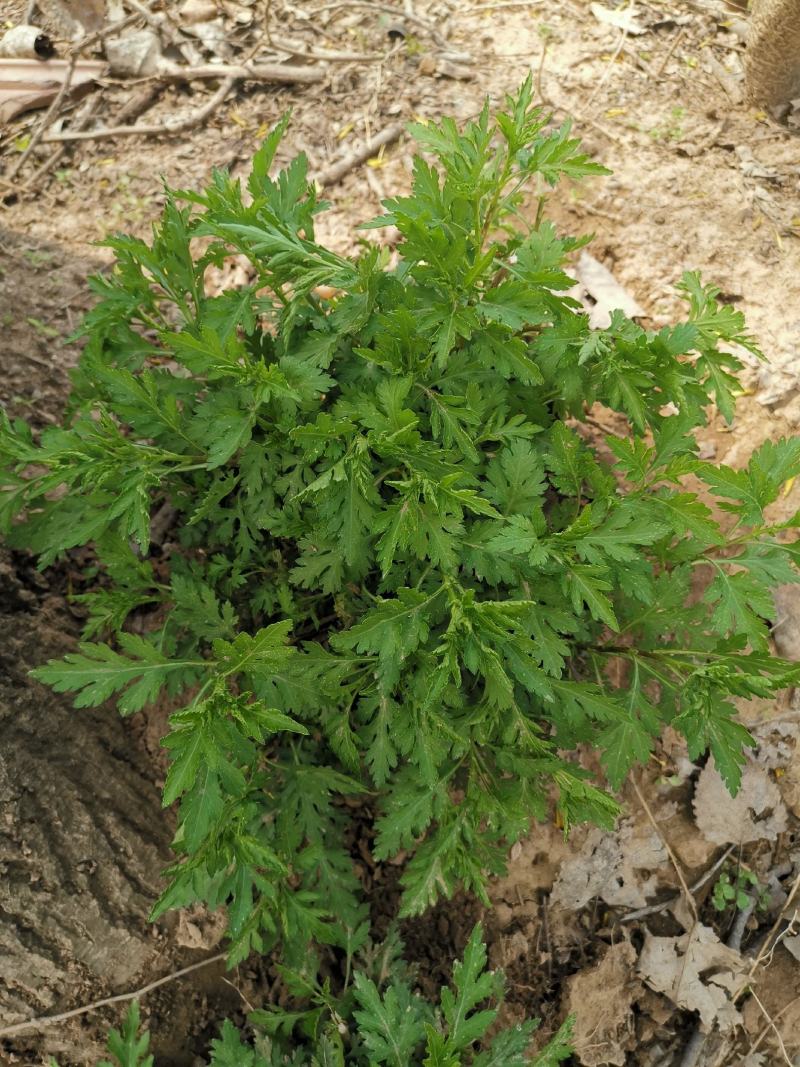 大叶菊花脑种子菊叶种苗四季种植多年生蔬菜种子种苗