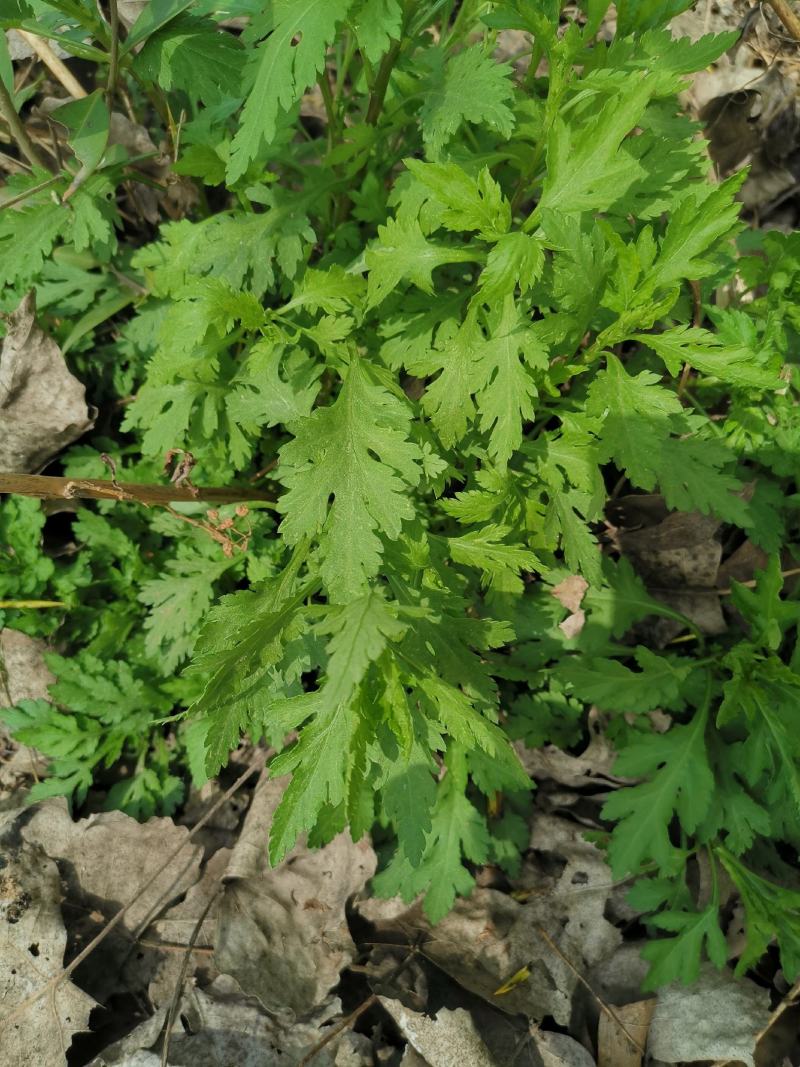 大叶菊花脑种子菊叶种苗四季种植多年生蔬菜种子种苗