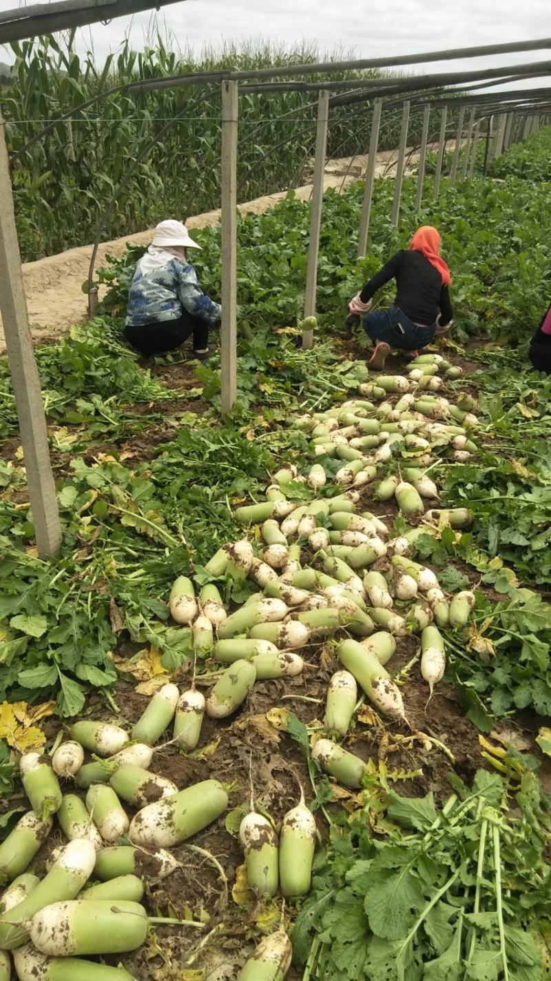 本地青头萝卜大量上市有需要的联系