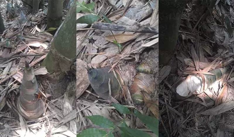 深山花笋野生竹笋干货农家笋牙干