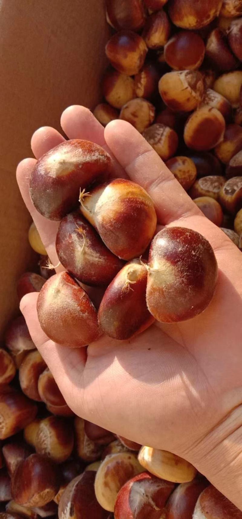 金寨板栗2021年精选菜栗种特选个鲜板栗