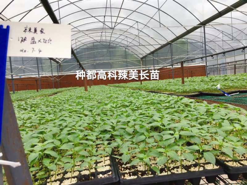 种椒1号辣椒苗，产量高、果子直顺、卖相好、春秋栽培，提前预