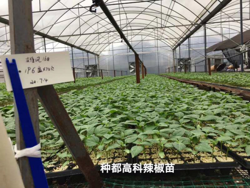 种椒1号辣椒苗，产量高、果子直顺、卖相好、春秋栽培，提前预